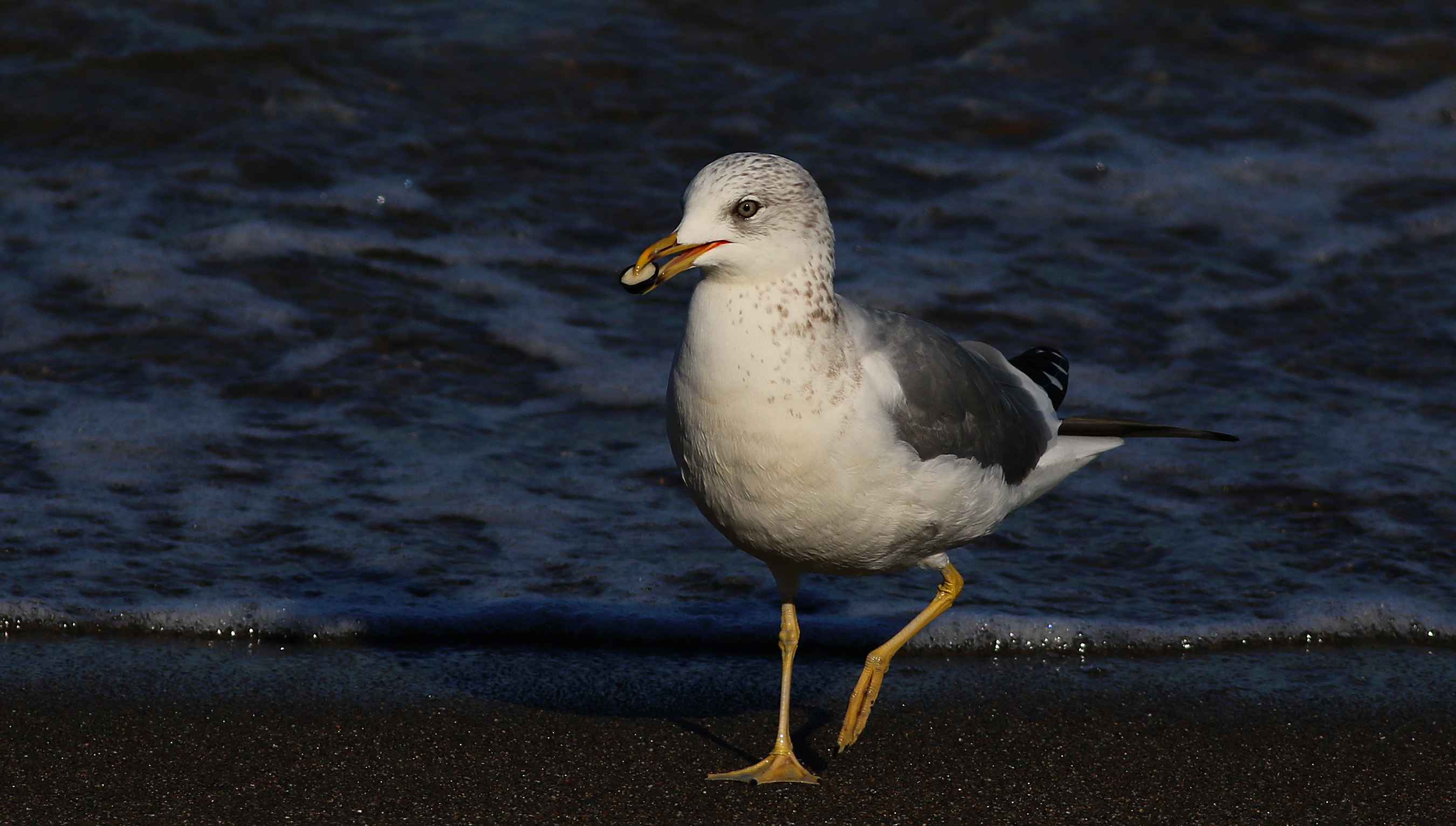 Mew Gull